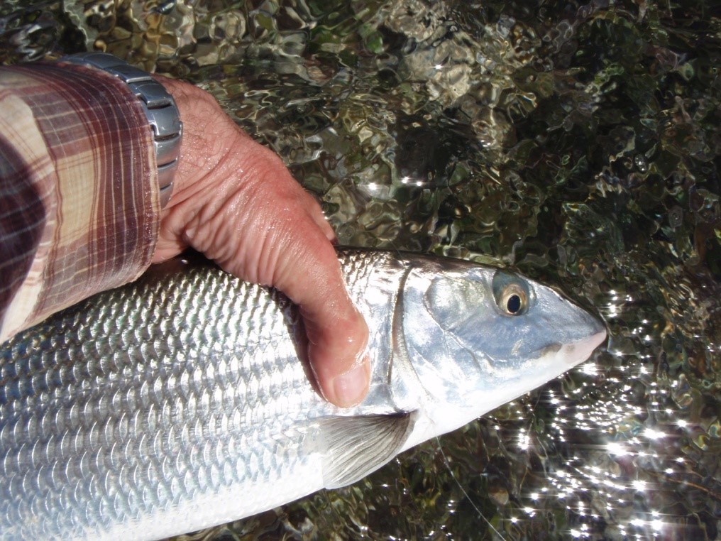 Bonefish