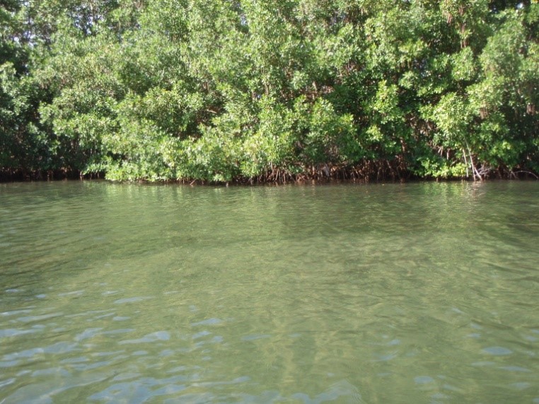 Mangrove