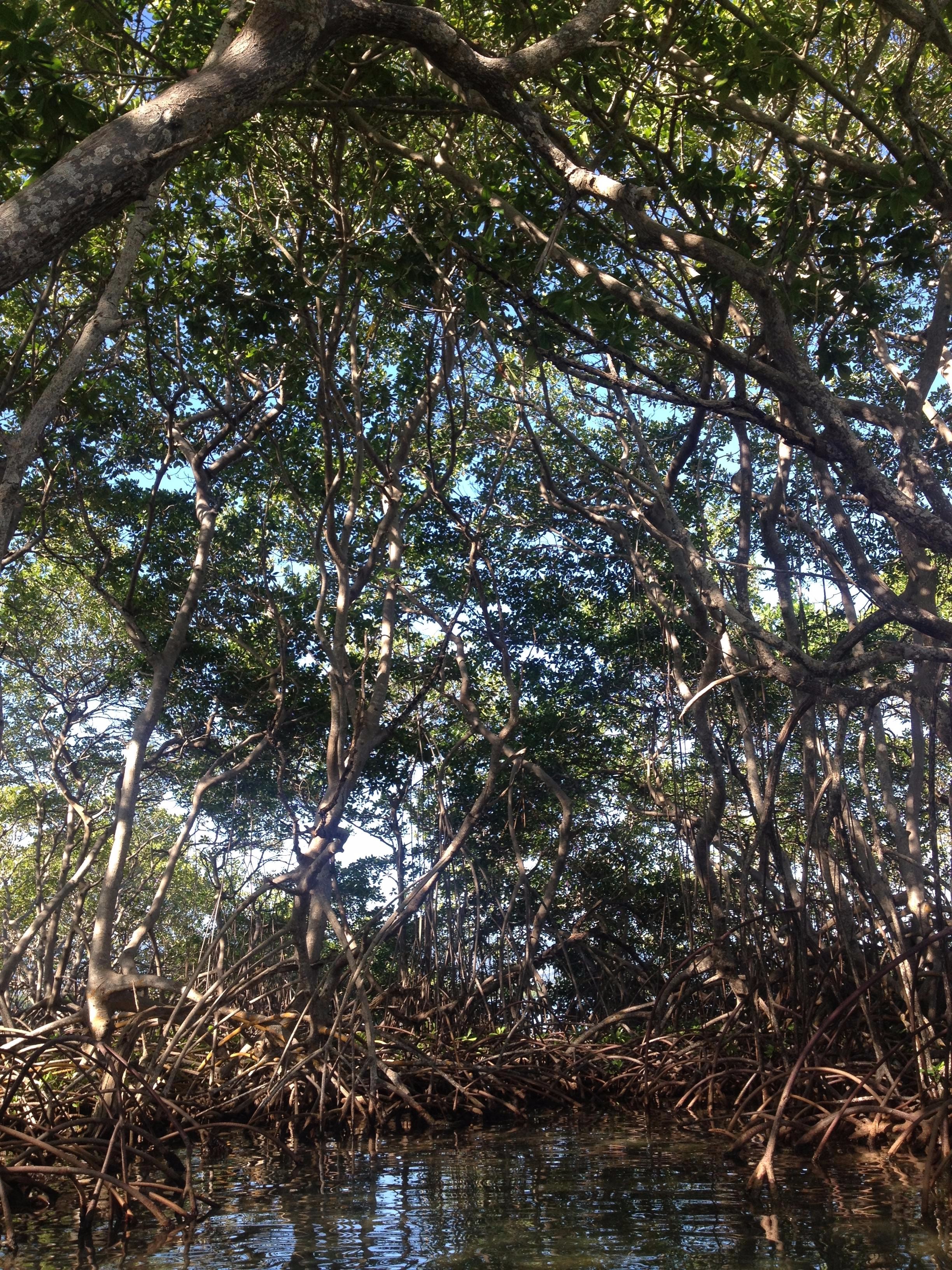 manggrove