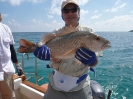 Robban med Mangrove Jack