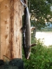 7 kg lax från Gaula.