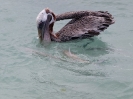 Pelikan och bonefish